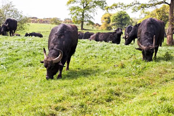 Búfalos en la granja —  Fotos de Stock