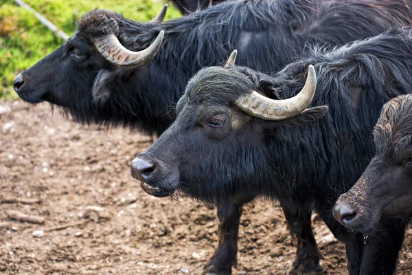 Çiftlikte Buffalos — Stok fotoğraf