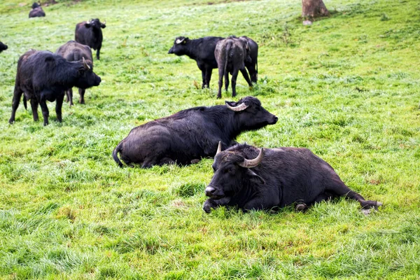 Çiftlikte Buffalos — Stok fotoğraf