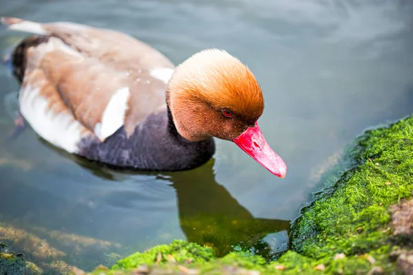 Rothaubenpochard im Teich — Stockfoto