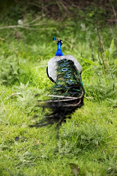 Hermoso pavo real macho en el zoológico — Foto de Stock