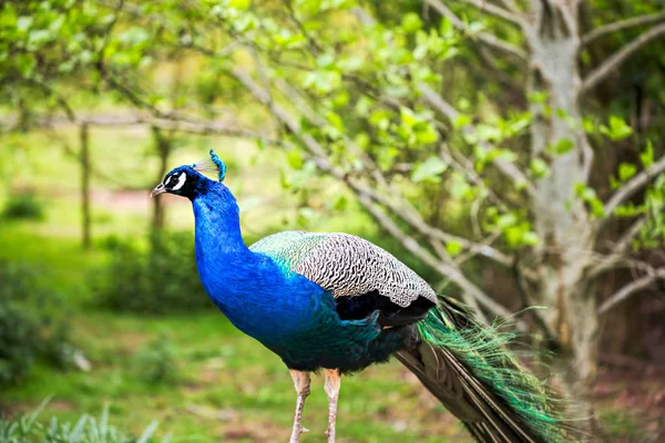 Hermoso pavo real macho en el zoológico — Foto de Stock