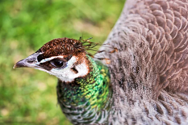 Hayvanat bahçesinde dişi tavus kuşu — Stok fotoğraf