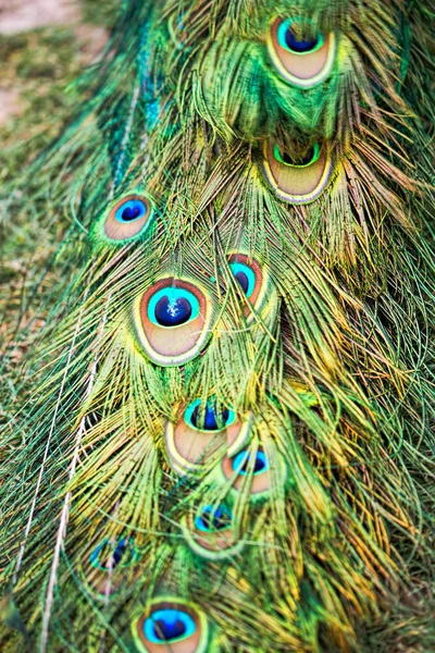 Pluma del pavo real en el zoológico — Foto de Stock