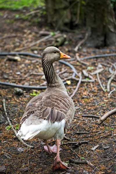 Grauwe gans in de dierentuin — Stockfoto