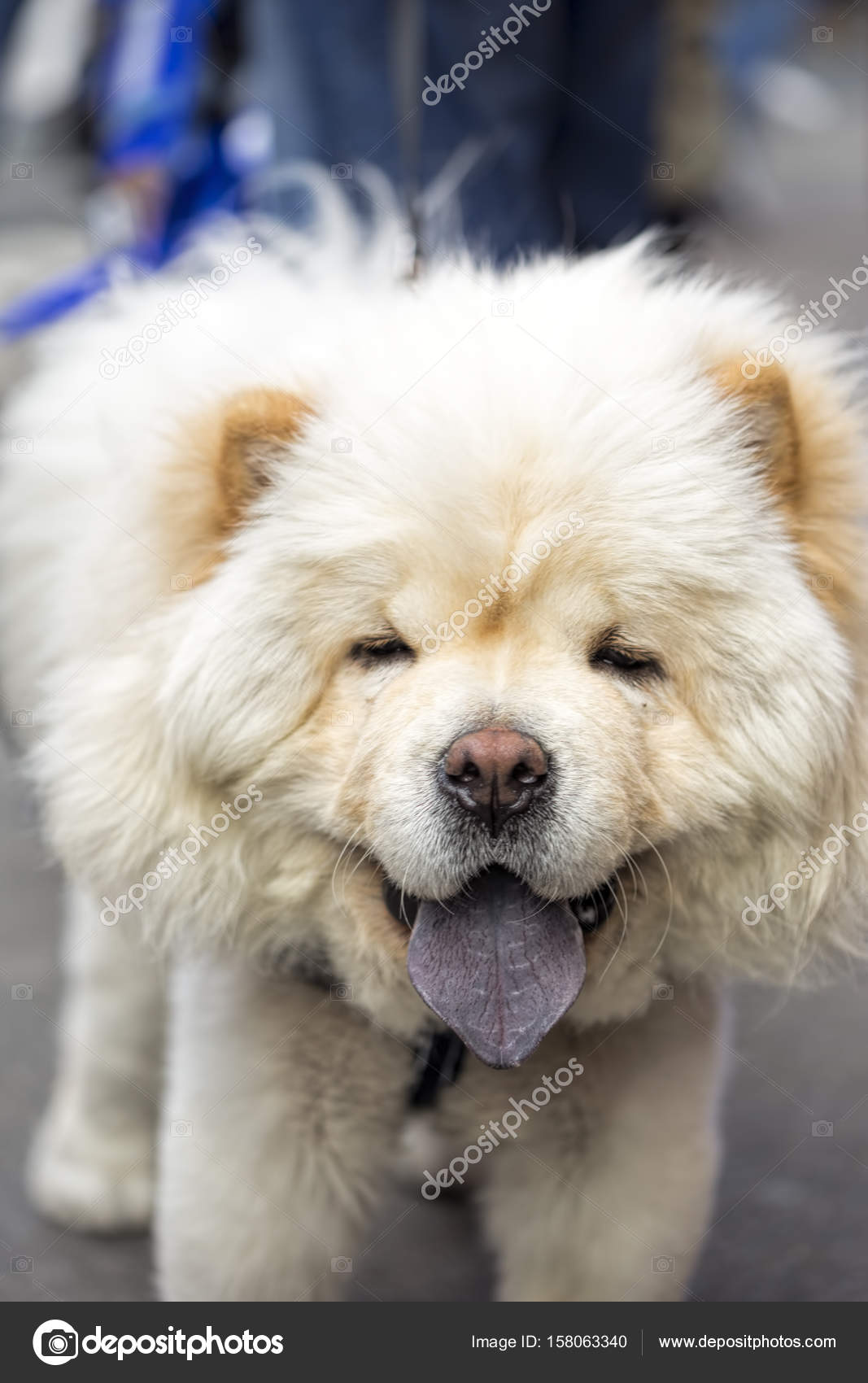 kleiner hund flauschig