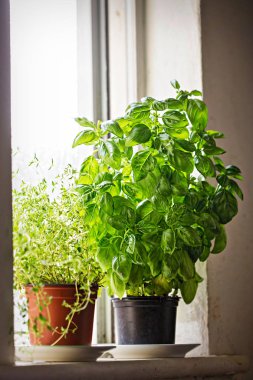Fesleğen ve kekik otlar tencere penceresinde 
