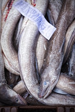 Yılan balığı Balık pazarı kapsayıcı 