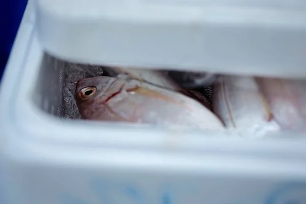 Wijting vissen in ijs, plastic bak, Vismarkt — Stockfoto