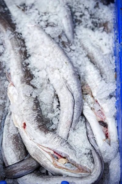 Enguias em recipiente no mercado do peixe — Fotografia de Stock