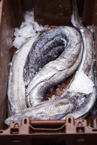 Eels in container op de vismarkt — Stockfoto