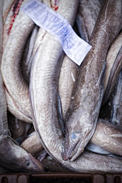 Yılan balığı Balık pazarı kapsayıcı 