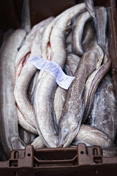 Enguias em recipiente no mercado do peixe — Fotografia de Stock