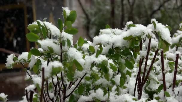 Tempo Anómalo. Neve mente em folhas verdes final da primavera — Vídeo de Stock