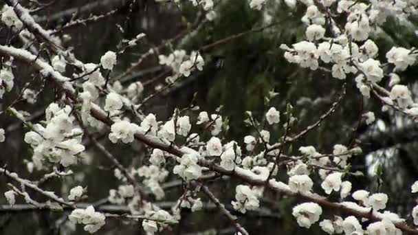 Blommande aprikoser täckt med snö på snöfall bakgrunden. Avvikande väder — Stockvideo