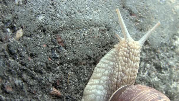 Snail Crawls On A Concrete Stone Plate Up — Stock Video