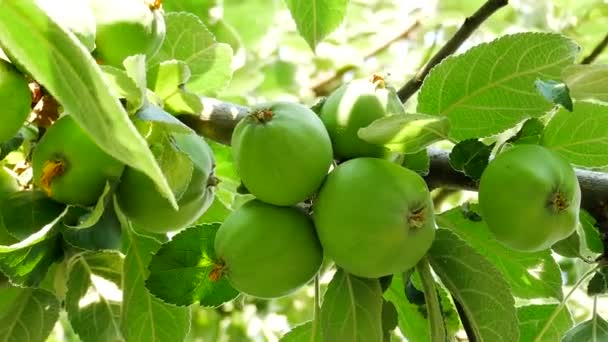 Grüne Äpfel hängen am Baum — Stockvideo