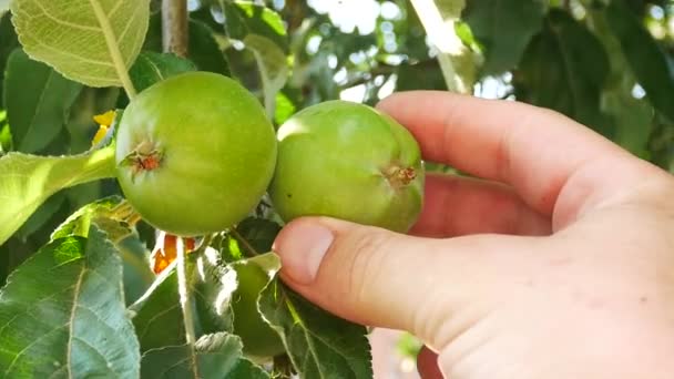 Bonde söker efter mognad ger gröna äpplen hänga på ett träd i trädgården — Stockvideo