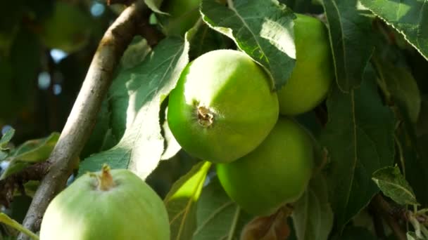 Manzanas verdes en el árbol en el jardín — Vídeo de stock