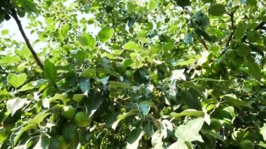 Ağaç bahçe yeşil elma dayan