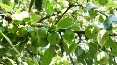 Güneşli bir günde çiftlik ağaç elma dayan