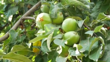 Çiftlik ağaç yeşil elma dayan