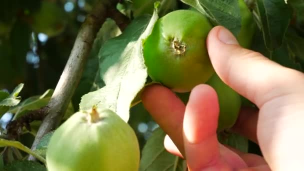 Farmer comprueba si hay madurez Manzanas verdes — Vídeo de stock