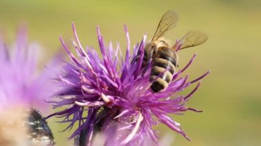 Açılış Thistle çiçek ve toplamak Nectar arı