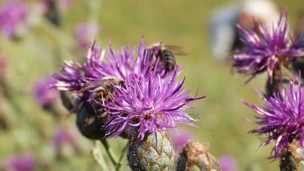 Бджола на фіолетовий Thistle квітка збирати нектар — стокове відео