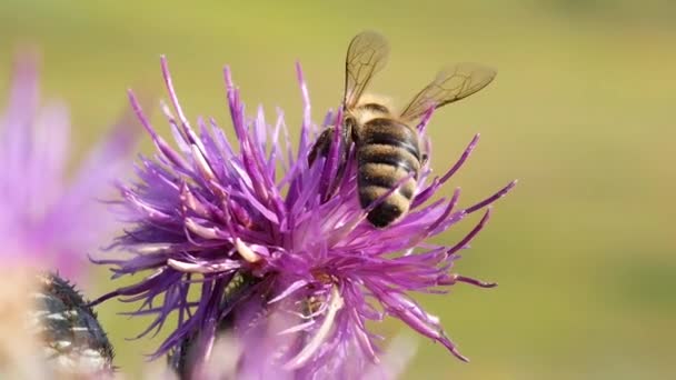 Aterrizaje de la abeja en flor de cardo y recoger el néctar — Vídeo de stock