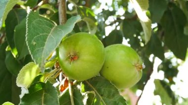 Çiftlik ağaç yeşil elma dayan