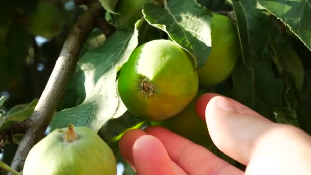 Fazendeiro verifica se há maçãs maduras em uma fazenda — Vídeo de Stock