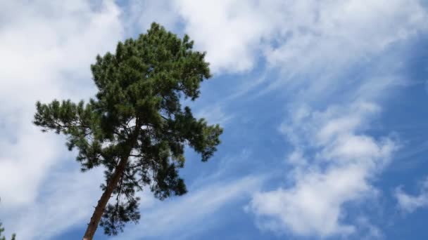 Blauwe hemel met witte wolken en pieken van Pine — Stockvideo