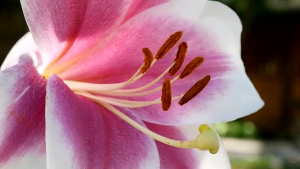 Flor de lirio púrpura blanca — Vídeos de Stock