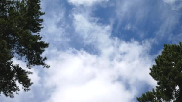 Blauwe hemel met witte wolken en pieken van Pines — Stockvideo
