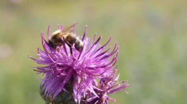 Açılış Thistle çiçek ve toplamak Nectar arı