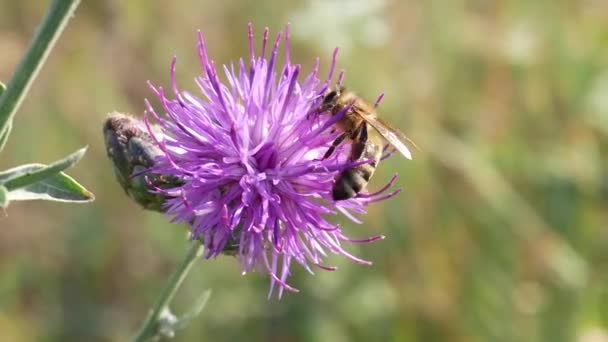 Пчела на фиолетовом цвете чертополоха — стоковое видео