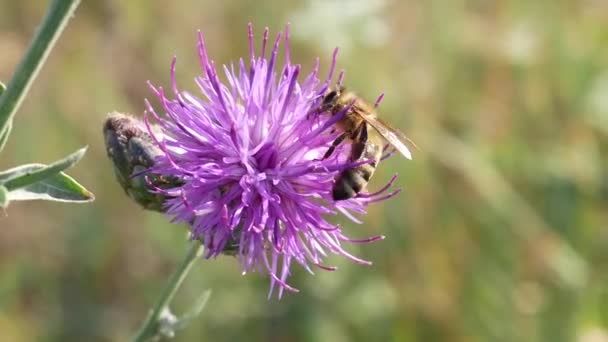 Ape su viola cardo fiore raccogliere nettare — Video Stock