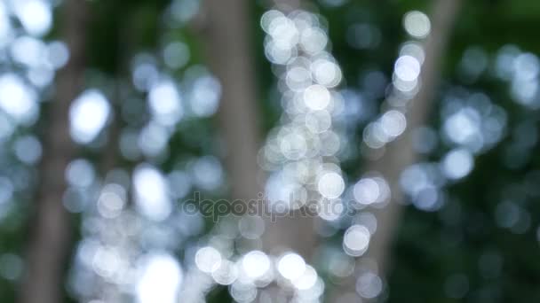 beau fond vert nature