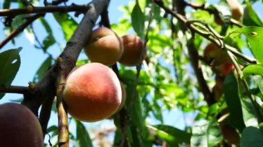 El ripleri şeftali ağacı güneşli günde gelen