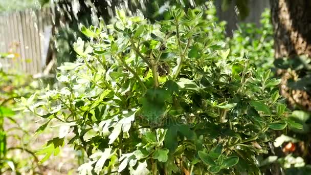 Los chorros de agua caen sobre un arbusto en el jardín de verano, regando plantas verdes, el jardín de riego del agricultor — Vídeos de Stock