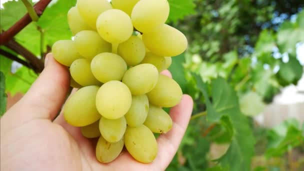 Agricultores mão agarra um monte de uvas brancas — Vídeo de Stock