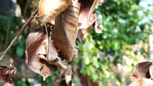 Hojas amarillentas de la enfermedad en un árbol de pera saludable — Vídeo de stock