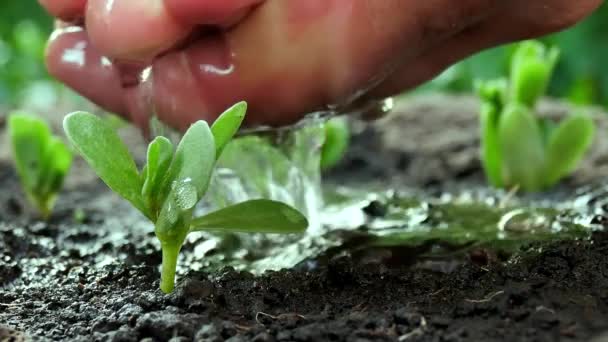 Mão macho regar planta verde — Vídeo de Stock