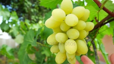 Çiftçiler el kırmızı üzüm demet kapmak