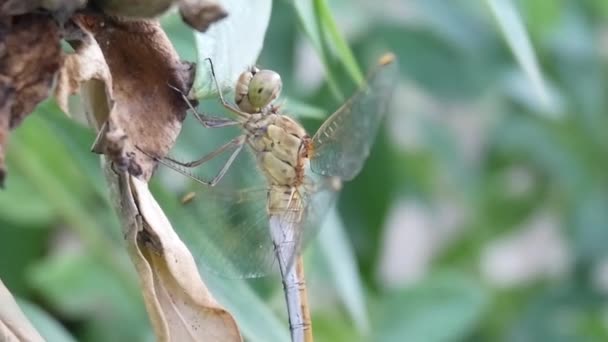 Dragonfly sitter på en Bush trädgren med gröna blad — Stockvideo