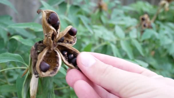 Mens eller kahverengi tohumları yeşil Bush tarafından toplamak. — Stok video