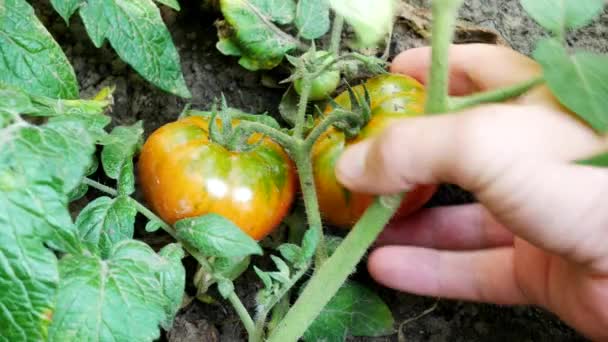 Fazendeiros mão verifica tomate vermelho em maduro — Vídeo de Stock