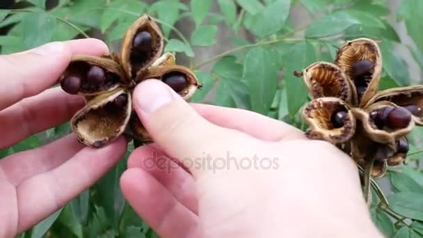 Hommes mains collecter des graines brunes de la brousse verte — Video