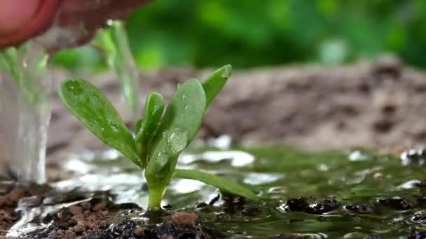 Молодое растение, поливающее вручную — стоковое видео